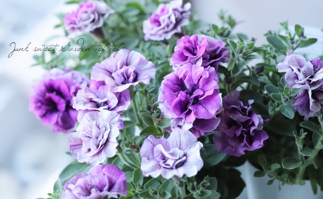 八重咲きペチュニア ホイップマカロン ブルーベリー すべての商品 Junk Sweet Garden Tef Tef