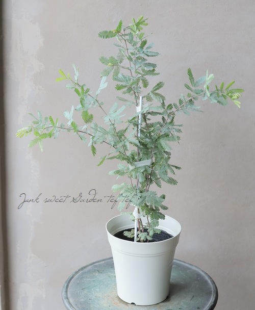 銀葉アカシア 『PURPUREA -プルプレア-』 | すべての商品 | | Junk