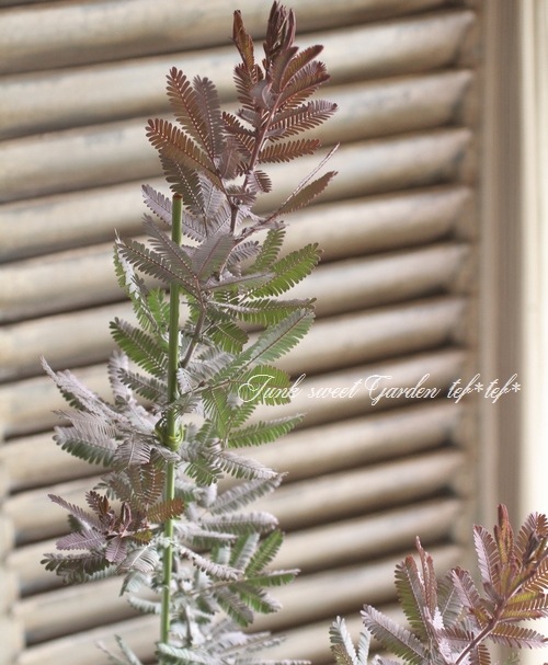 ���ե������� ��PURPUREA -�ץ�ץ쥢-��