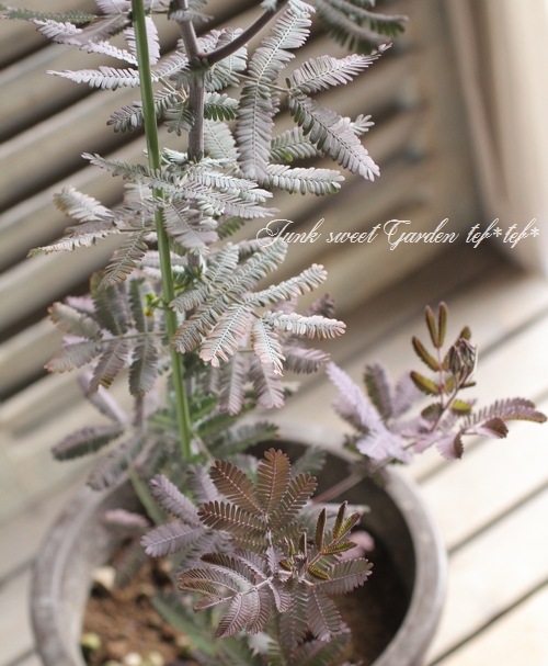 ���ե������� ��PURPUREA -�ץ�ץ쥢-��