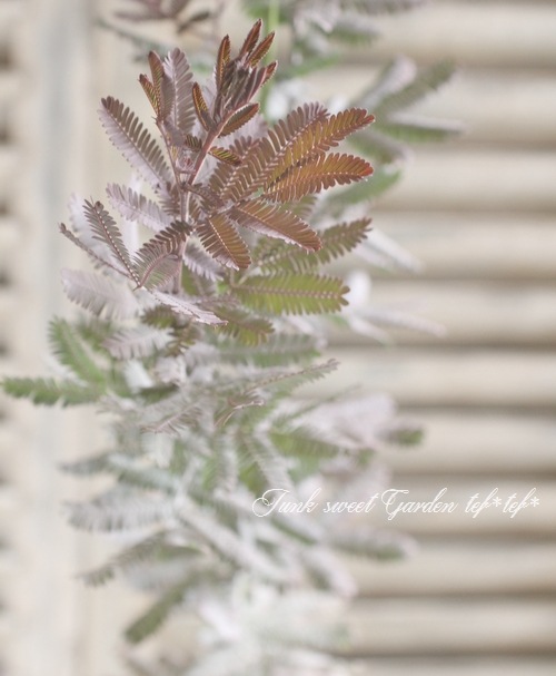 ���ե������� ��PURPUREA -�ץ�ץ쥢-��