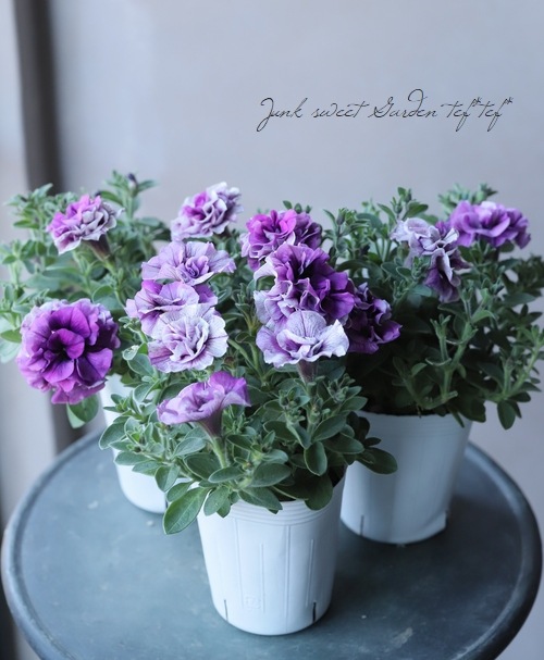 八重咲きペチュニア ホイップマカロン ブルーベリー すべての商品 Junk Sweet Garden Tef Tef