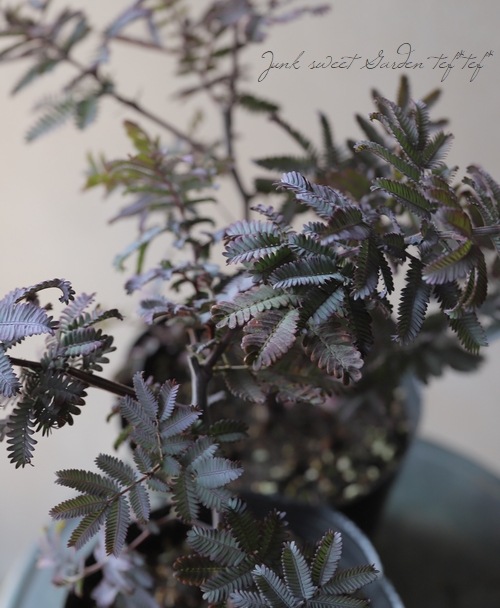 ���ե������� ��PURPUREA -�ץ�ץ쥢-��