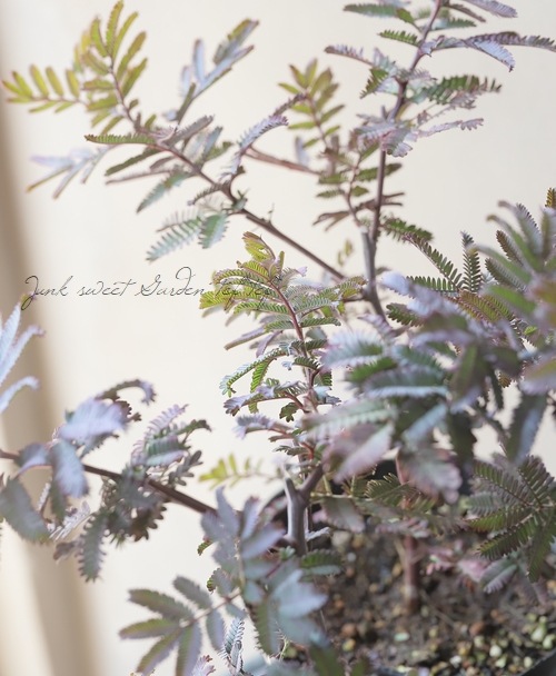 ���ե������� ��PURPUREA -�ץ�ץ쥢-��