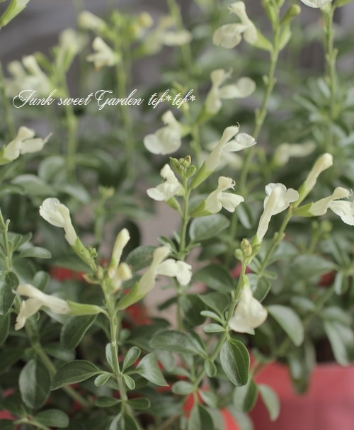 花y…ページです•*¨*•.¸¸☆ Lee | リー Begin別注 XSからXXLまでカバーするFLEEASY