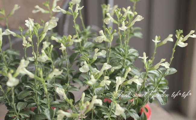 花y…ページです•*¨*•.¸¸☆ Flowers Community on X - 139.5K Members