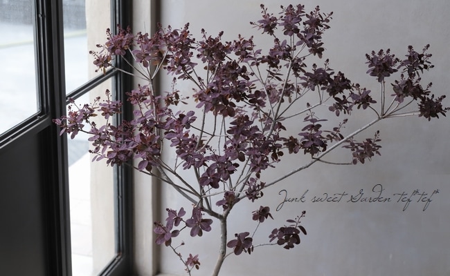 スモークツリー 『ベルベットクローク』 【105】2022 | すべての