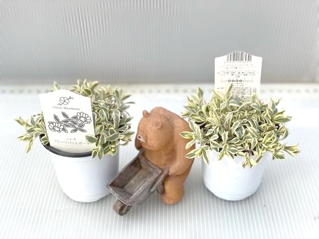 斑入りシレネ・ユニフローラ 『バリエガータ』 株分け出来る