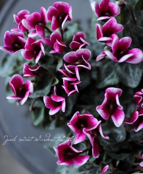 軽井沢たけいち農園】 ガーデンミニシクラメン 『ジョーカー