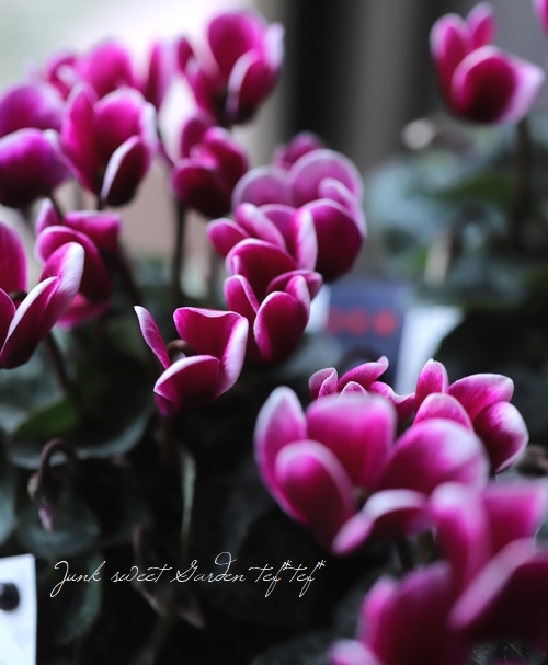 軽井沢たけいち農園】 ガーデンミニシクラメン 『ジョーカー