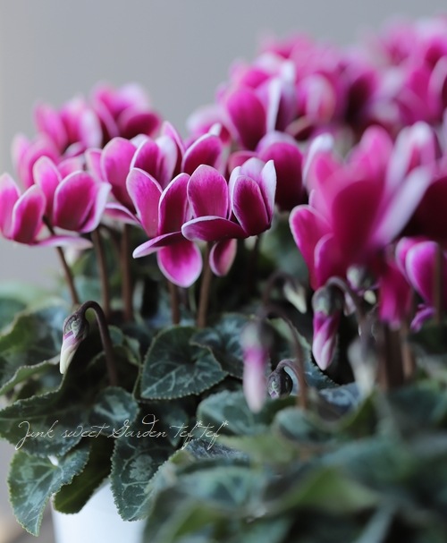 軽井沢たけいち農園】 ガーデンミニシクラメン 『ジョーカー