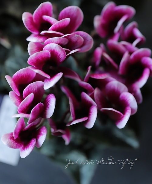 軽井沢たけいち農園】 ガーデンミニシクラメン 『ジョーカー