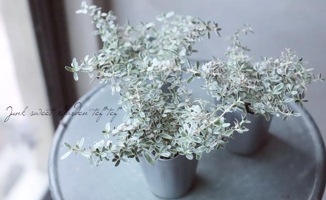 �����ꥳ�ץ����� �إ��������١��إ��륭���� 3��4�ܿ���