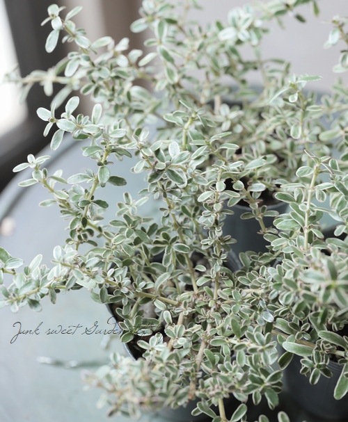 �����ꥳ�ץ����� �إ��������١��إ��륭���� 3��4�ܿ���