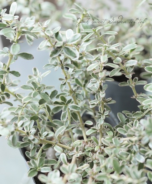 �����ꥳ�ץ����� �إ��������١��إ��륭���� 3��4�ܿ���