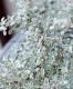 �����ꥳ�ץ����� �إ��������١��إ��륭���� 3��4�ܿ���