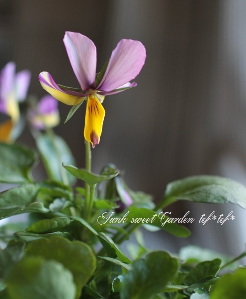 コウロギノブコさん育種！NOBUKO セレクション 『モンロースカート