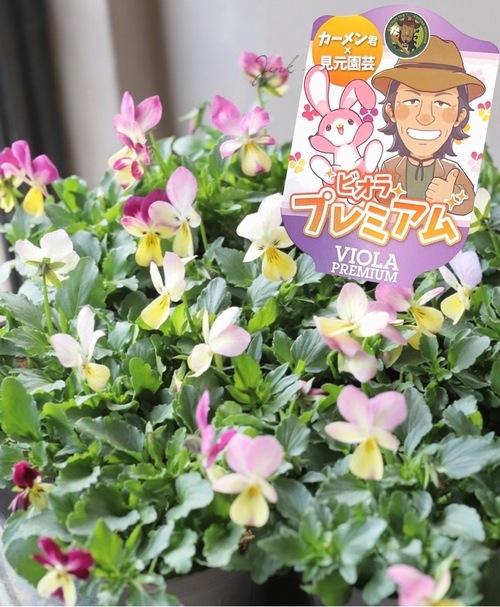 ☆カーメン君×見元園芸のコラボ 【プレミアムビオラ】 【G】 | すべて
