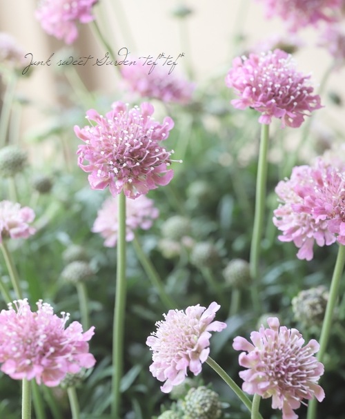 小輪スカビオサ 『ピンクグリーン』 | すべての商品 | | Junk sweet