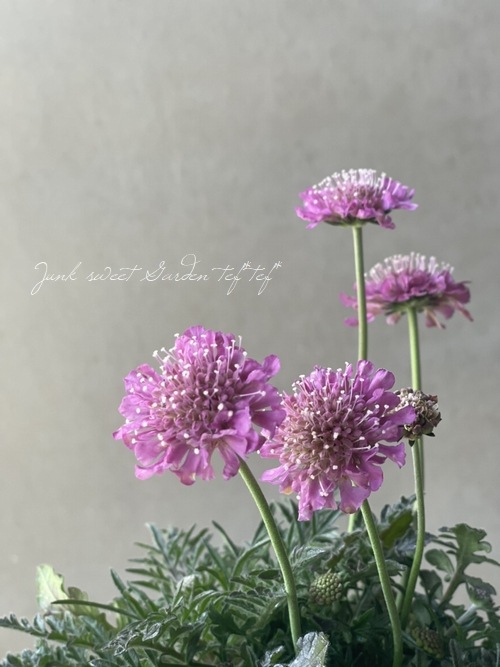 スカビオサ ピンクグリーン すべての商品 Junk Sweet Garden Tef Tef