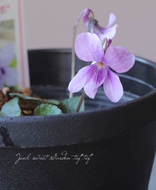 宿根スミレ 『サクラタチツボ 』 春色 | すべての商品 | | Junk sweet