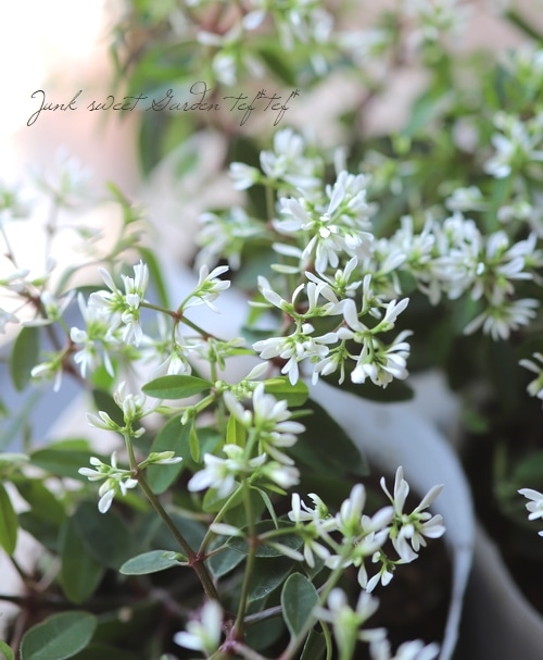 八重咲きユーフォルビア 『ダイヤモンドスター』 | すべての商品