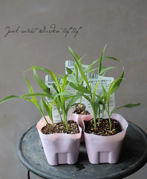 家庭菜園】観賞用クラフトコーン 『ジュエリーコーン』 | すべての商品