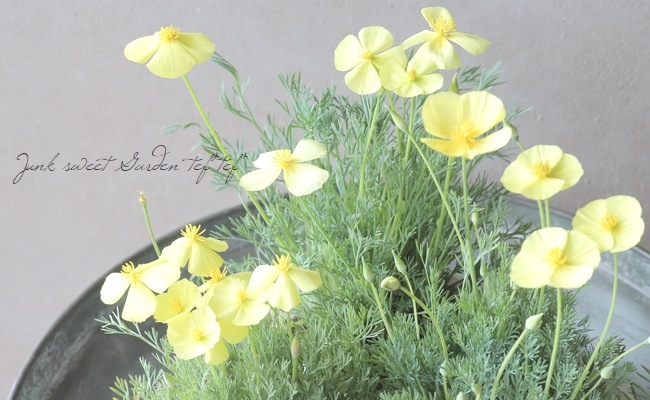 エスコルチア 『サンデュー』 | すべての商品 | | Junk sweet Garden