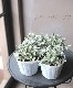 �ڷ�쥢���۽ɺ���ݥƥ�ƥ��顡�إ��ڥ��������١�