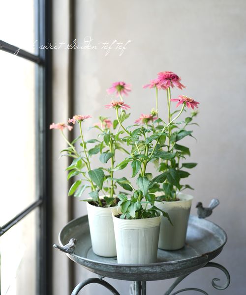 八重咲きエキナセア 『ダブルスクープ』 ラズベリー | すべての商品