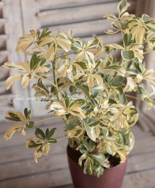 インテリアグリーン*<BR>『シェフレラ・ジェニーネ』<BR>ちょこんと インテリアグリーン*<BR>『シェフレラ・ジェニーネ』<BR>ちょこんと