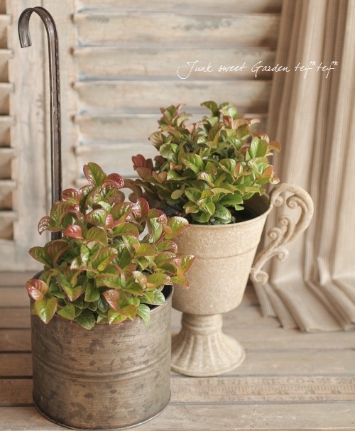 ����ꥫ����ʥ�ƥ�<BR>�쥦���ȥ�<BR>�إ����꡼��åɡ�