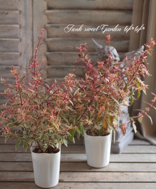 ���٥ꥢ���إ���ե��åƥ���