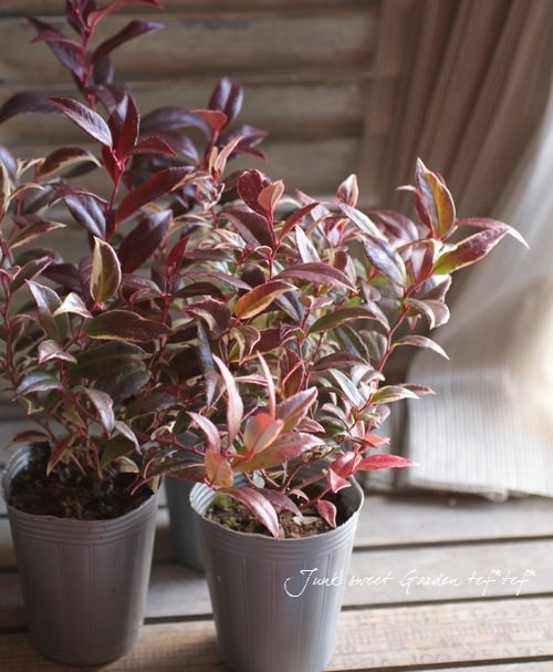 <i>Leucothoe axillaris</i><BR><BR>���������Υ���ʥ�ƥ�<BR>�إȥꥫ�顼��