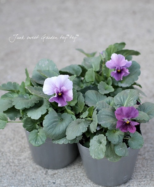 i>* Luxury Selection *</i><BR>平塚弘子さんビオラ<BR>『心音-pink