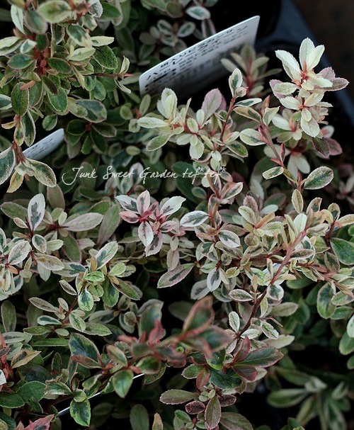 �ԥ饫�󥵡��إϡ��졼��������١�