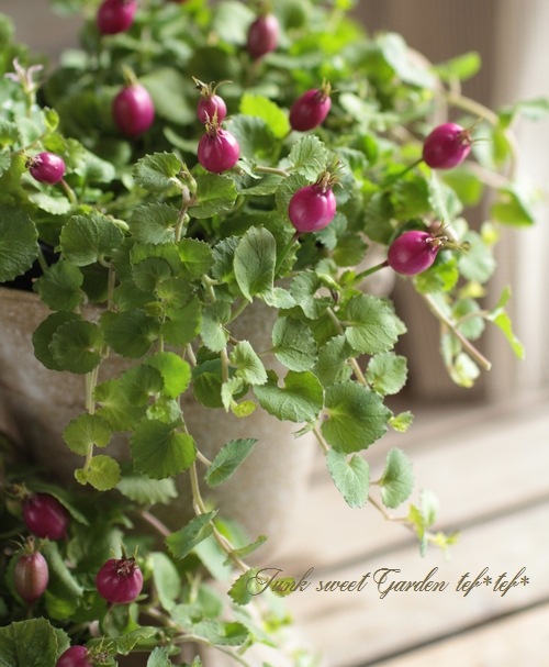 �إѡ��ץ륯���٥꡼��