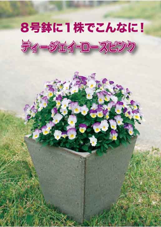 シンジェンタさんのプレミアムビオラ Br ディージェイ トゥルーホワイト 3 5寸 すべての商品 Junk Sweet Garden Tef Tef