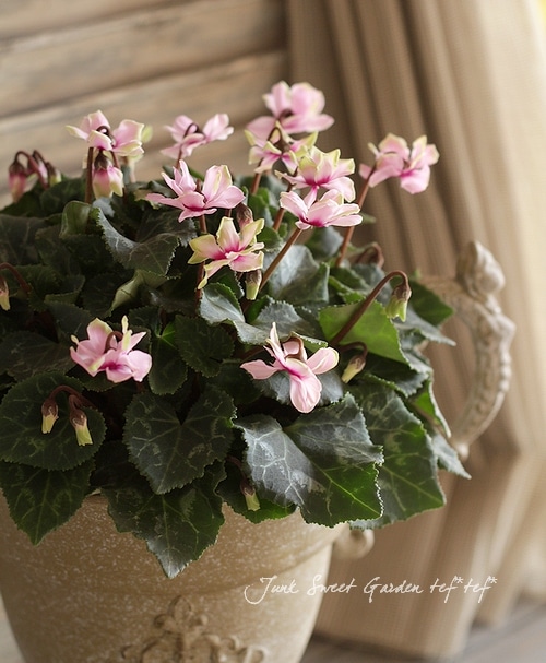 Ȭ�ź餭�����ǥ󥷥������褬���꡼�󡪡إ��꡼��ƥ������