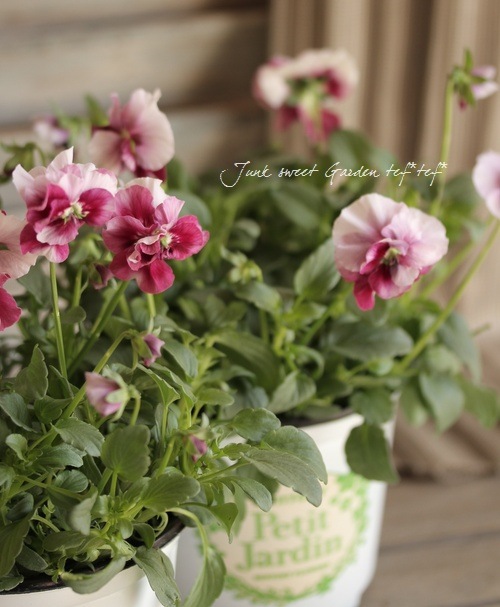 Ȭ�ź餭�ӥ���<BR>�إ��奨�ꥢ��4���ż��ݥå�