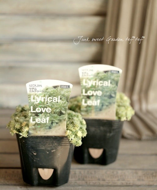 <i>Sedum</i><BR><BR>���ä��㤤�������դä�<BR>������ �إߥ륯��������