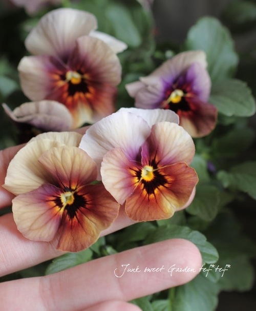 ���ӥ��顦��⤫���꡼�����ؤ֤ɤ���