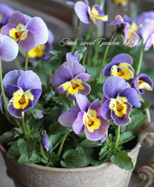 i>Viola×wittrockiana</i><BR><BR>笈川さん育種生産！<BR>横浜