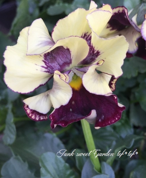 Luxury selection *<BR>パンジー<BR>平塚弘子さん育種！<BR>『ドリーム