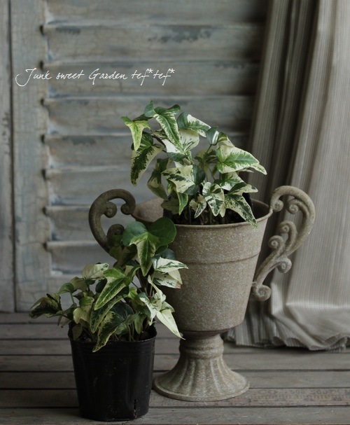 Hedera Helix Br Br 実園芸さんの ヘデラ Br バタフライ Leaf Species ヘデラ Junk Sweet Garden Tef Tef