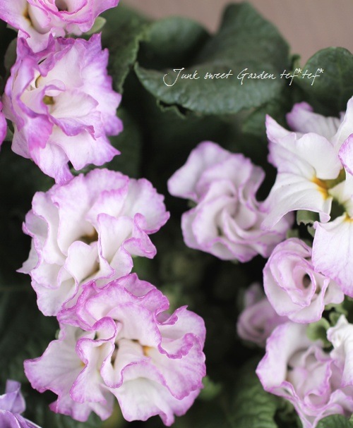 �ץ��顦�ϥ��֥�å�<BR>�إѥ��ƥ륫�顼��<BR>3.�ݥå�