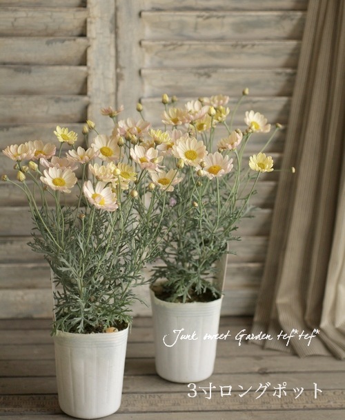 <i>Argyranthemum frutescens����Spring Bouquet��</i><BR><BR>���Ѥ�ꤹ��ޡ�����åȡ�<BR>�إ��ץ�󥰥֡�����