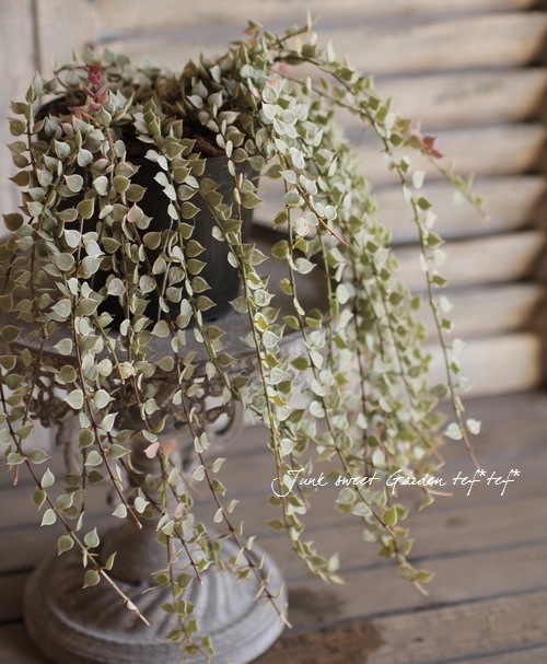 *Dischidia bengalensis<BR> 'variegata'.*<BR><BR>������Υߥꥪ��ϡ��Ȥο��<BR>�ǥ������ǥ����إХꥨ��������