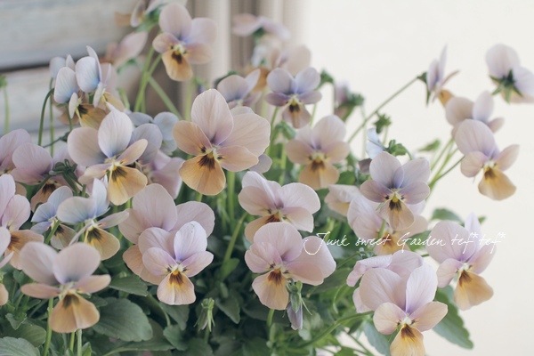 ֥餵Υꥸʥӥ顡ߥƥꥢ꡼إޥꥢ