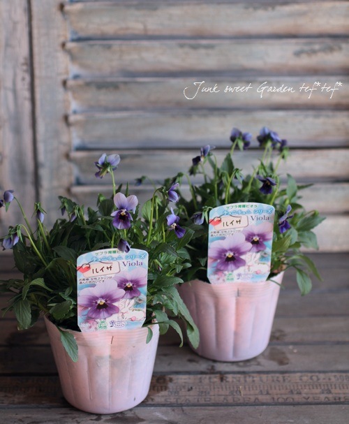 花 ゲブラさんのオリジナルビオラ ミステリアスシリーズ 『ルイザ